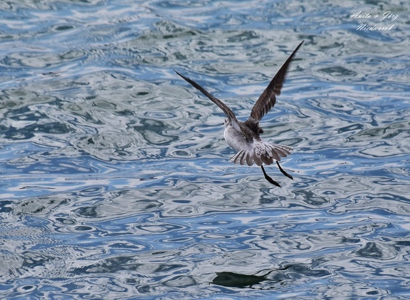 Drosseluferläufer (Actitis macularia)